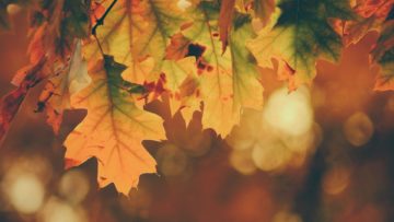 Najlepsze Kierunki na Jesienne Podróże: Odkryj Magię Jesieni w Fascynujących Destynacjach